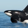 orca's profile picture