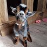 Fofer profil fotoğrafı