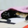 Maru profil fotoğrafı
