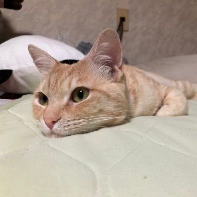 NanatiKisuki's profile picture