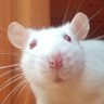 🐁 的头像