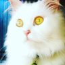GMNSÉ profil fotoğrafı