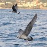 ~ profil fotoğrafı