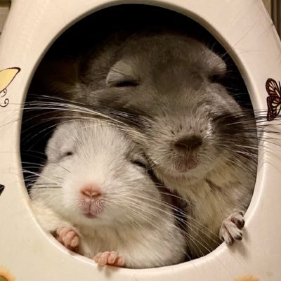 chinchilla_HK's profile picture