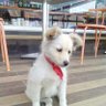 özenç ekmel ulus's profile picture