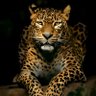 Ronald Skyler's profile picture