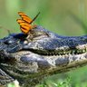 Profilbild von Croc Pet Boul Ratificado