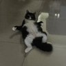 Mr.grey's profile picture