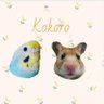 内村心's profile picture