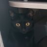 меховое ебало's profile picture