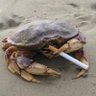 Фото профиля ShmokingGoon