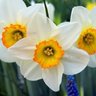 Profilbild von ☫مهدی یار