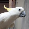 Фото профиля キバたんをおもにつぶやく