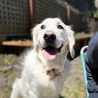 Luigi Rosso's profile picture