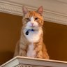 Vinny the Cat 🇺🇸's profile picture
