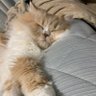 チョコボ's profile picture