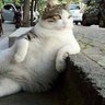 Томбілі profil fotoğrafı