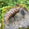 Фото профиля ほんじょ
