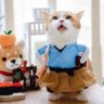 梧桐's profile picture
