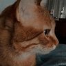 Viskimm profil fotoğrafı