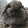 さちこ🐰 的头像