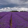 Lavender 的头像