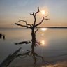 Dead Tree of Liberty's profile picture