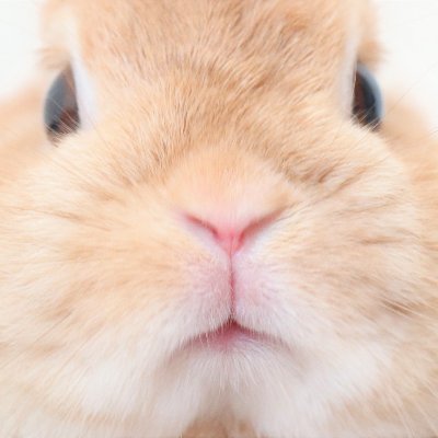 rabbitfarmkino's profile picture