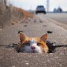 吹猫毛 profil fotoğrafı