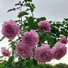 اسامه ابو السعود profil fotoğrafı