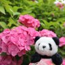 Profilbild von 마이코🐼maiko