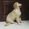 Anchit Goel's profile picture