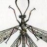 Фото профиля nervewing