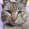 kiefernzapfen(呼び名:キー) profil fotoğrafı