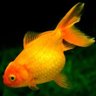 Фото профиля Goldfish