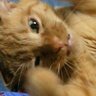 理花 profil fotoğrafı