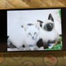 神戸のシャム猫 的头像