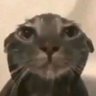 Profilbild von Chat