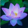 Фото профиля Lotus