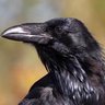Fact Checker's profile picture