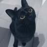 Profilbild von 黒猫