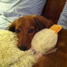 Debbie Harris's profile picture