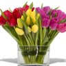 Tulip Gaⓡy 🌷 profil fotoğrafı