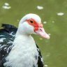 percoterus 🌟's profile picture