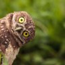 JudgementOwl 的头像