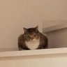 ありあ profil fotoğrafı