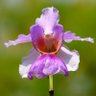 Фото профиля LilPetal🧚♂️