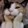 Terapia com bichinhos fofinhos's profile picture