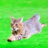 Future Feline profil fotoğrafı