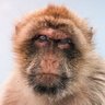 Profilbild von monyetbinal69